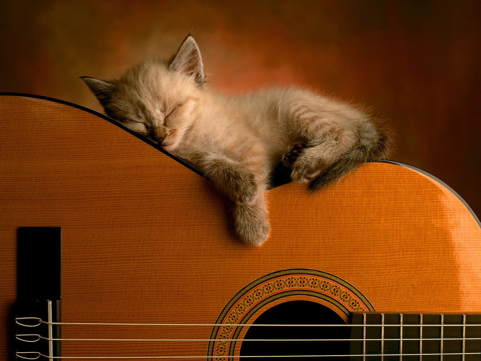 Cat-Sleeping-on-Guitar.jpg (309 KB)